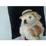 cachorrinhos bichom malts