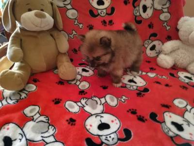 lulu da pomerania spitz alemao anao