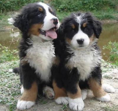 Bernese