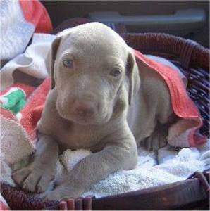 Weimaraner