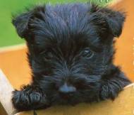 Lindos filhotes de Scottish terrier