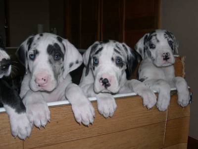 Lindos filhotes de dogue alemao