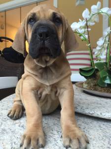 Lindos filhotes de Fila brasileiro