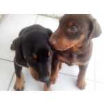 doberman