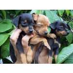 pinscher