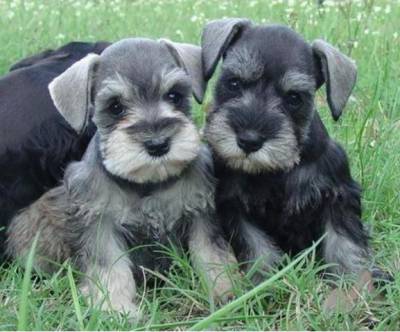 schnauzer
