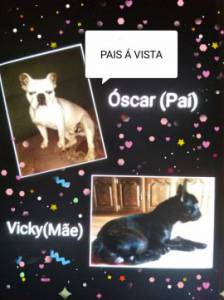 Bulldog francs