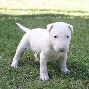 Bull terrier Descendentes Campees