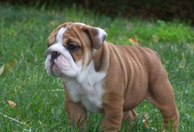 Procuro Bulldog ingls