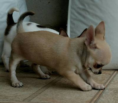 Chihuahua  mini macho e fêmea