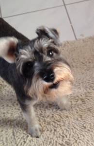 Schnauzer macho procura fmea para cruzar