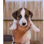 Venda de Jack Russel Terrier