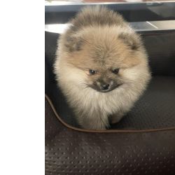 Spitz Alemo  Lulu Pomernia  com LOP Pedigree 