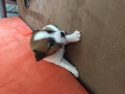 Jack Russell com LOP