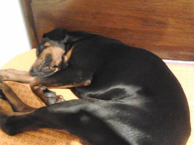 Dobermann Puros com Lop