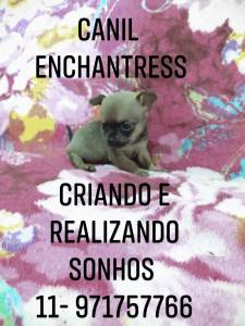 Chihuahua filhotes disponveis Canil Enchantress