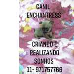 Chihuahua filhotes disponveis Canil Enchantress