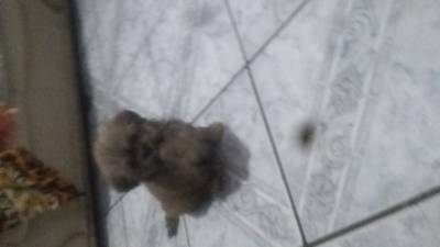 Vendo filhotes