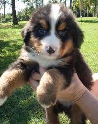 bernese