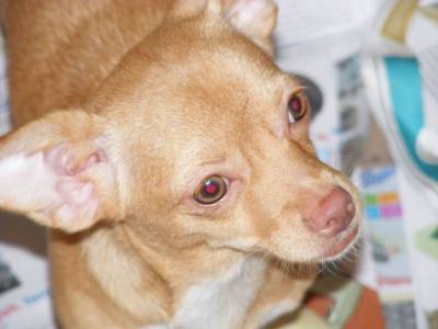 Chihuahua para adopção Responsavel