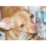 Chihuahua para adopção Responsavel