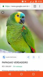 Compro Papagaio