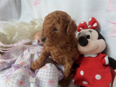 POODLE TOY RED
