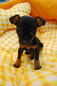 Pinscher