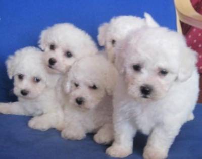 Poodle