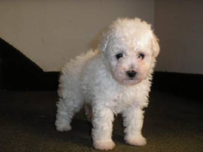 Poodle
