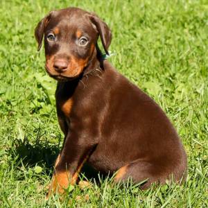 DOBERMAAN