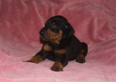 DOBERMAAN