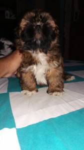 Shihtzu menores de Braslia