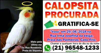 Calopsita amarela perdida procurada em Cabo Frio