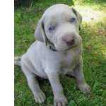 WEIMARANER