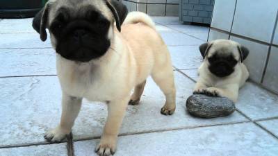 PUG