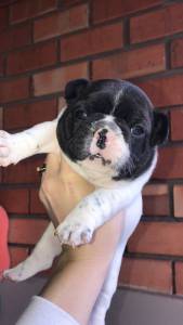 Bulldog Francês alegria em forma de Pet