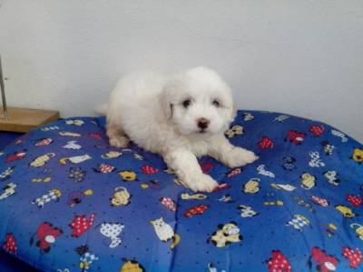 poodle