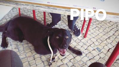 Cão Preto desaparecido na Sociedade Hípica Portuguesa