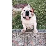 BULLDOG INGLS COM PEDIGREE CRIADORA REGISTADA