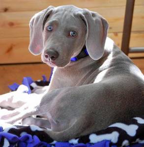 Weimaraner