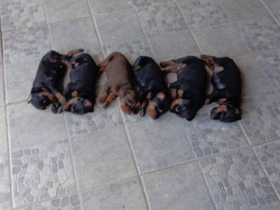 Doberman