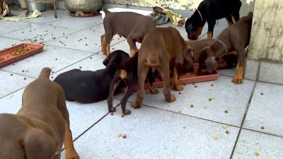 Doberman