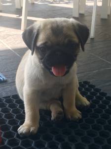 Macho Pug para venda