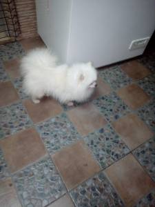 LULU DA POMERNIA COM PEDIGREE