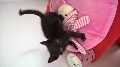 bosques da noruega cruzados