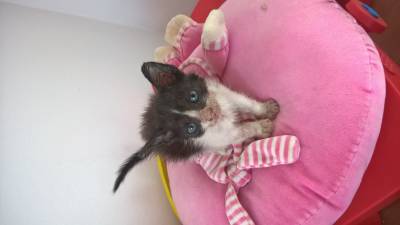 bosques da noruega cruzados