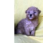 Caniche toy abricot