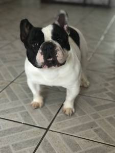 Filhotes de Bulldog Frances