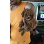 Poodle toy Red lindos filhotes disponveis